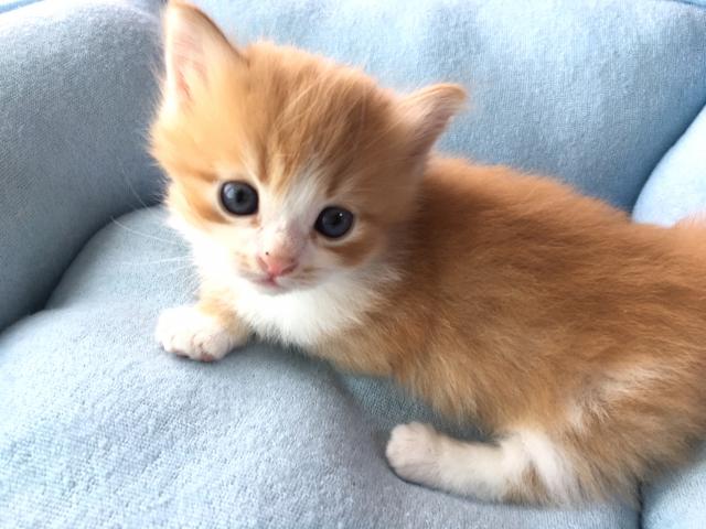 マンチカン(短足)