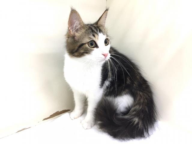 ノルウェージャンフォレストキャット