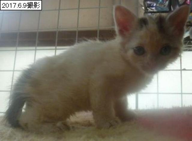 スコティッシュフォールド