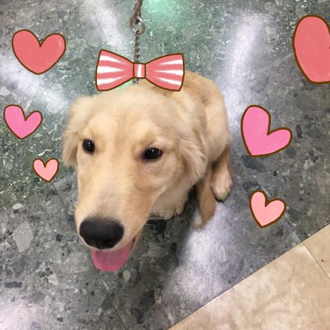 ゴールデンレトリーバー