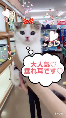 スコティッシュフォールド