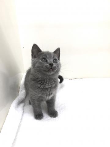 シャルトリュー