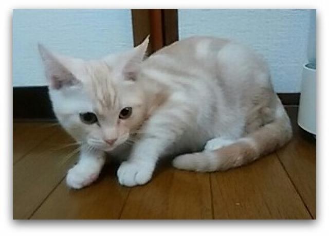 アメリカンショートヘアー