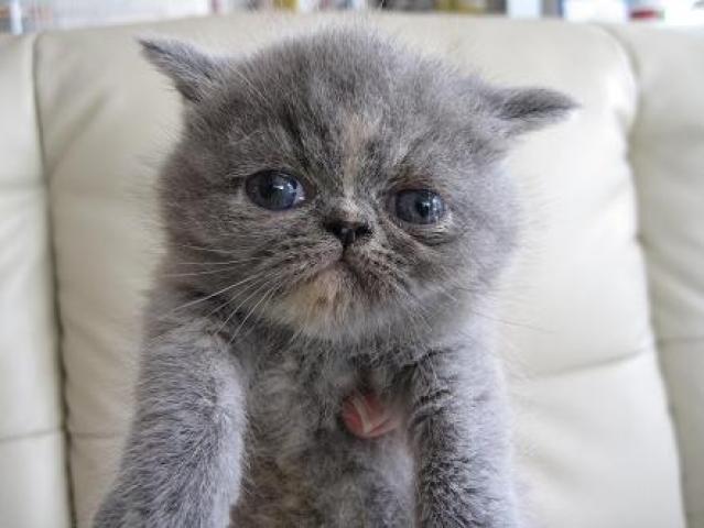 エキゾチックショートヘアー