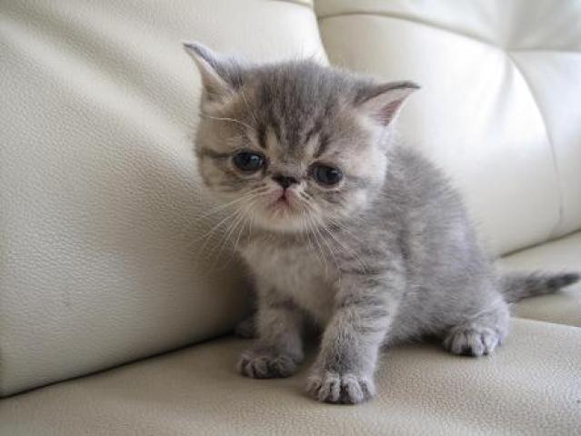 エキゾチックショートヘアー