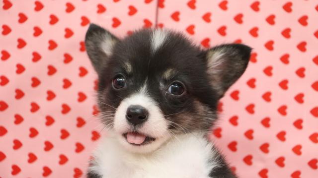 ウェルシュコーギーペンブローク