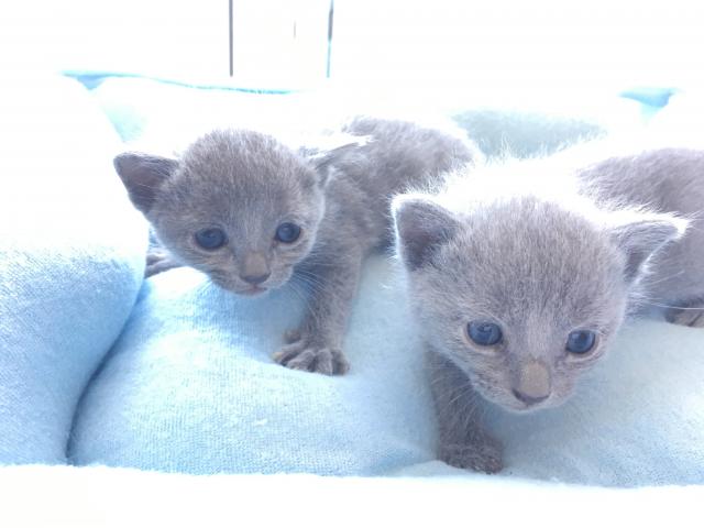 ロシアンブルー