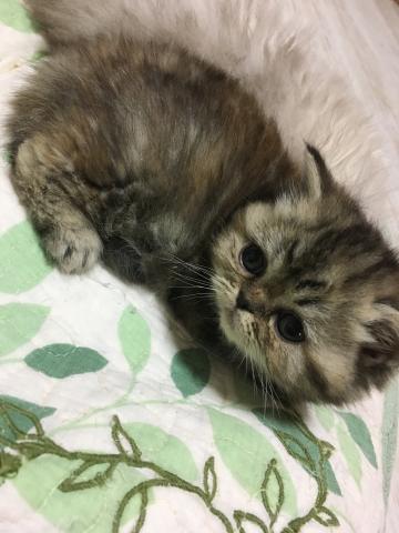 エキゾチックショートヘアー