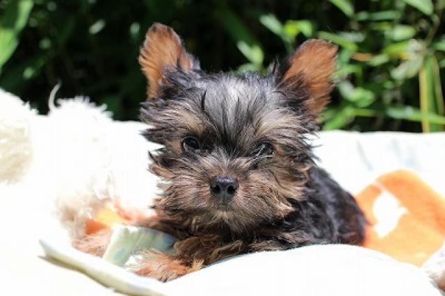 ヨークシャーテリア