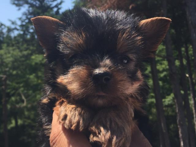 ヨークシャーテリア