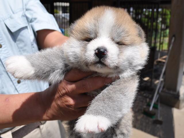秋田犬