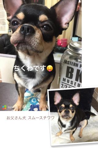 お父さん犬★ちくわ