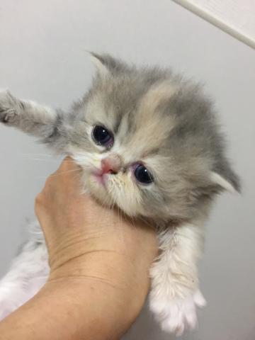 マンチカン