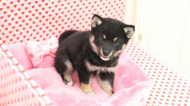 柴犬