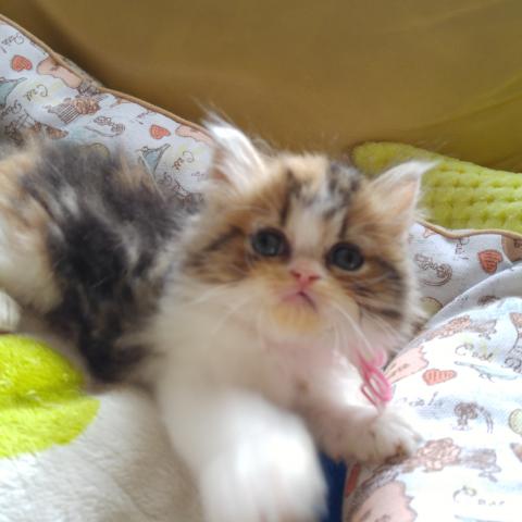 エキゾチックロングヘアー