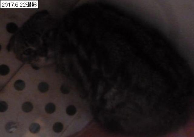 スコティッシュフォールド