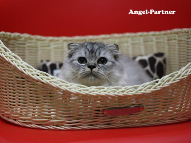 スコティッシュフォールド