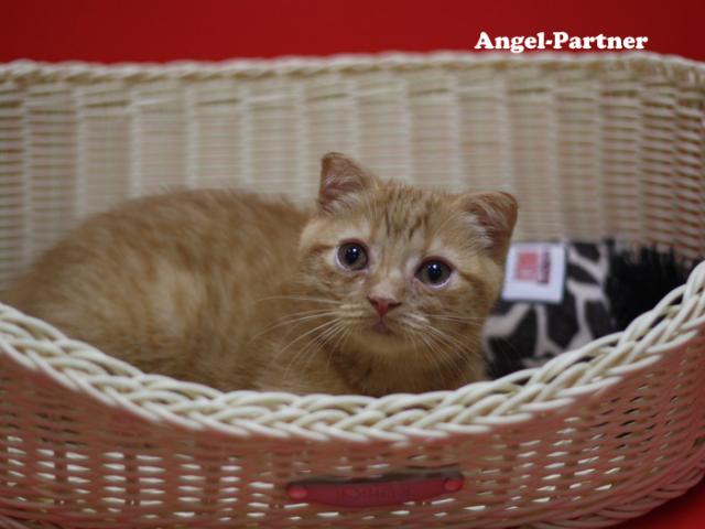 スコティッシュフォールド