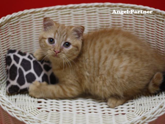 スコティッシュフォールド