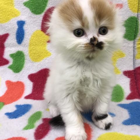 スコティッシュフォールド