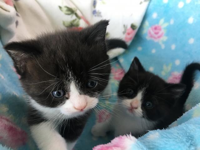 ブリティッシュショートヘア