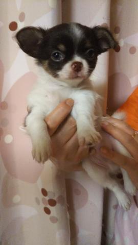 チワワ（ロングコート）