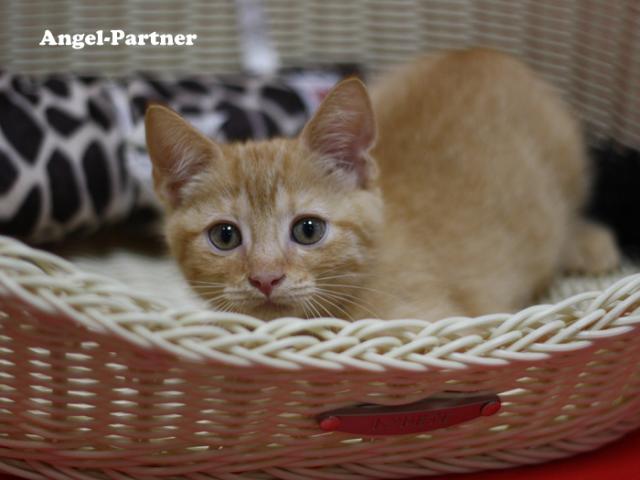 スコティッシュフォールド