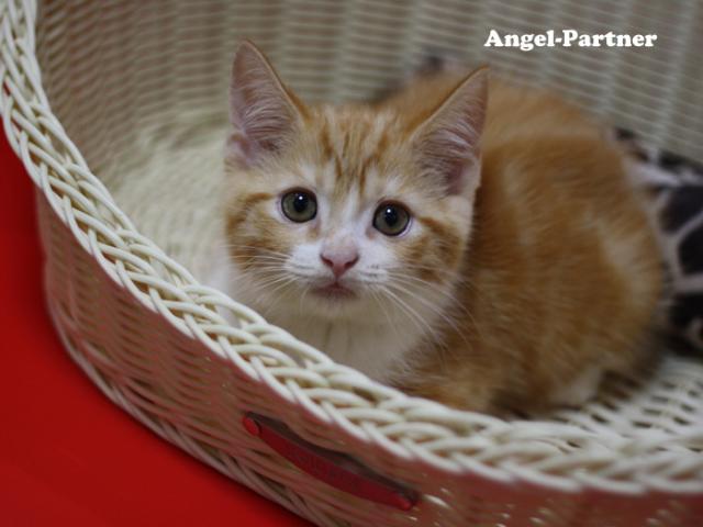 スコティッシュフォールド