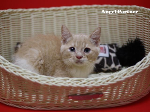 スコティッシュフォールド