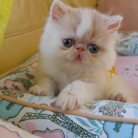 エキゾチックショートヘアー