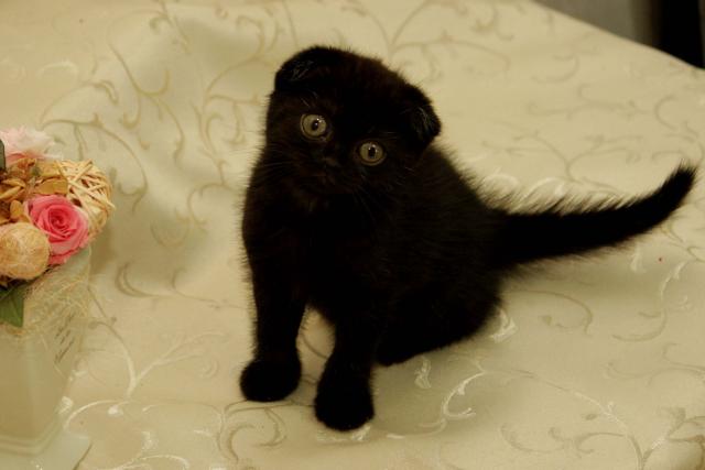 スコティッシュフォールド