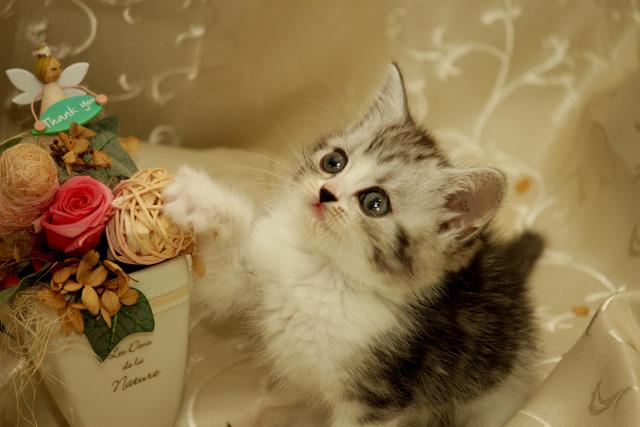 スコティッシュフォールド