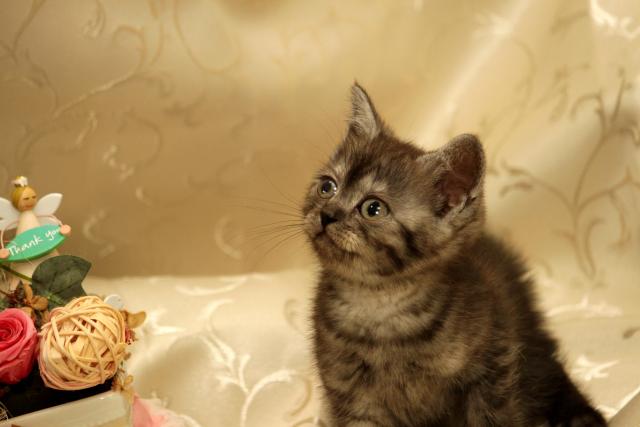 スコティッシュフォールド