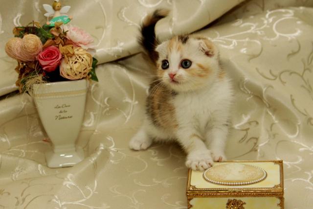 スコティッシュフォールド