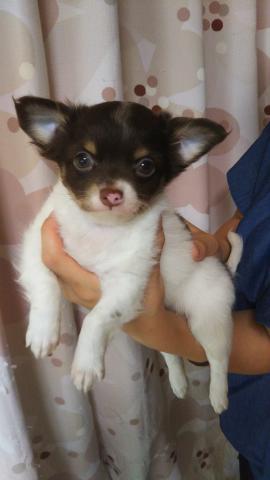 チワワ(ロングコート)