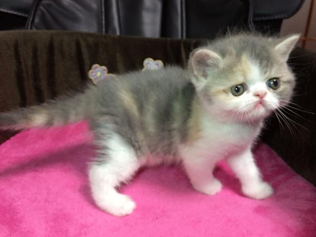 エキゾチックショートヘアー