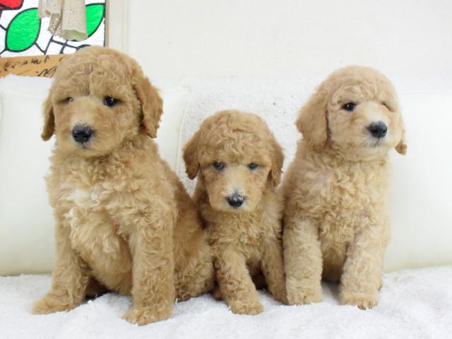 スタンダードプードル