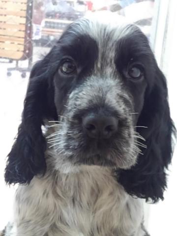 イングリッシュコッカースパニエル