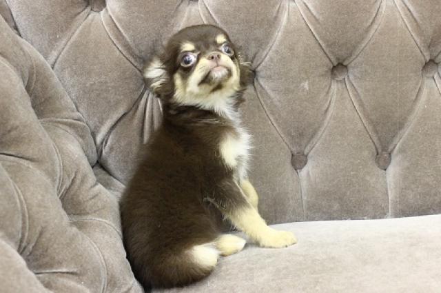 チワワ（ロングコート）