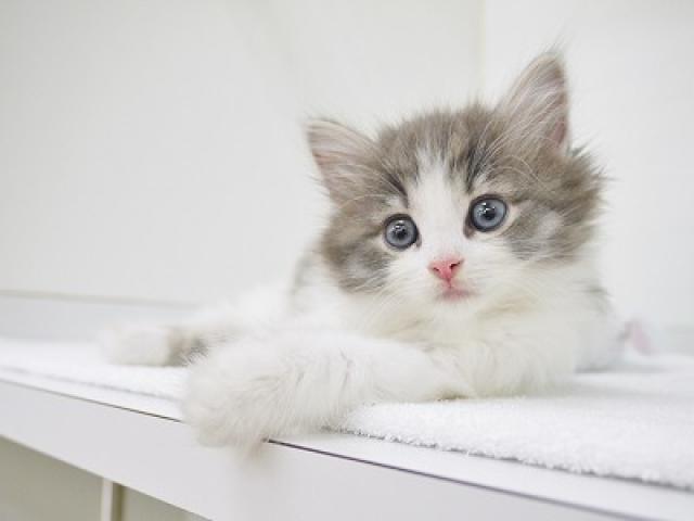 ノルウェージャンフォレストキャット