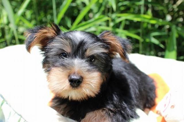 ヨークシャーテリア