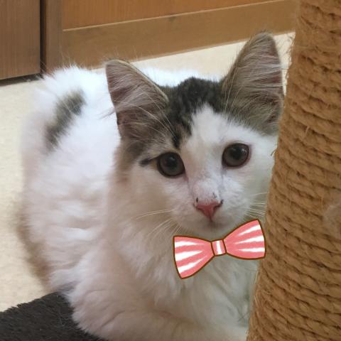 ノルウェージャンフォレストキャット