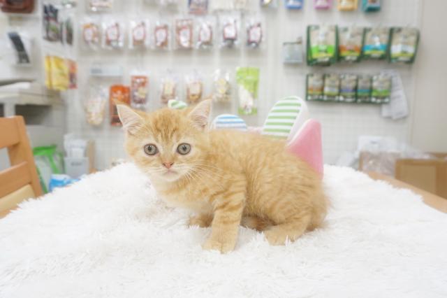 マンチカン