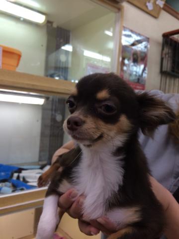 チワワ（ロングコート）