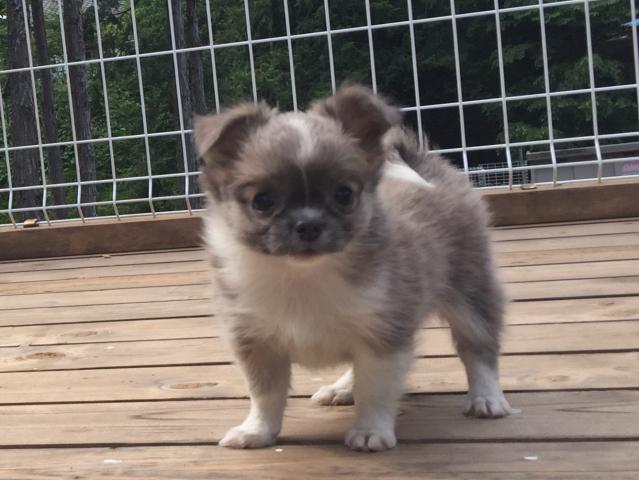 チワワ（ロングコート）