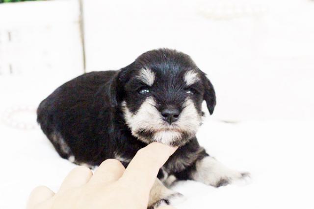 ミニチュアシュナウザー