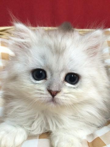 ペルシャ・ヒマラヤンチンチラ