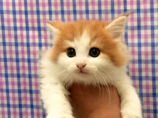 ノルウェージャンフォレストキャット