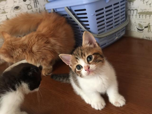 スコティッシュフォールド