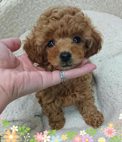 トイプードル